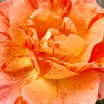 Spletno naročanje vrtnic - vrtnica floribunda za cvetlično gredo - diskreten vonj vrtnice - aroma cimeta - Grimaldi - roza-bela - (80-100 cm)
