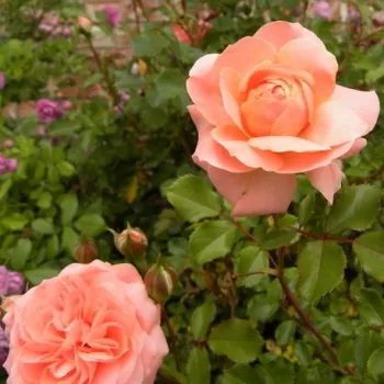 PRECIOUS DREAM – rosa Beet-Strauchrose - Moore