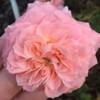 Online rosenkauf - rosa - mild, dezent wahrnehmbare duftende rose - Precious Dream - beetrose, strauchrose - (60-80 cm)