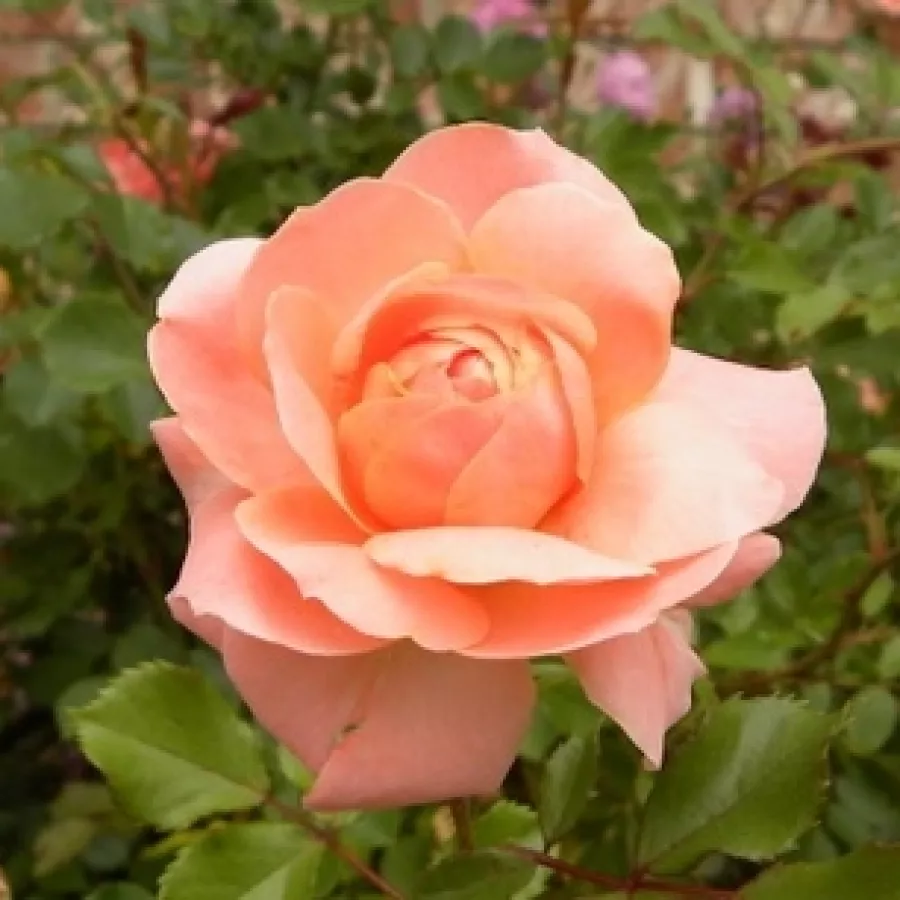Virágágyi floribunda rózsa - Rózsa - Precious Dream - online rózsa vásárlás