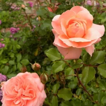 Rosa Precious Dream - ružičasta - ruža floribunda za gredice