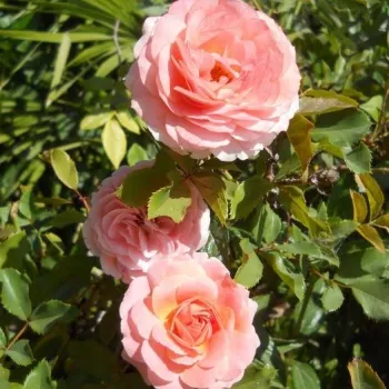Világos rózsaszín - virágágyi floribunda rózsa - diszkrét illatú rózsa - tea aromájú