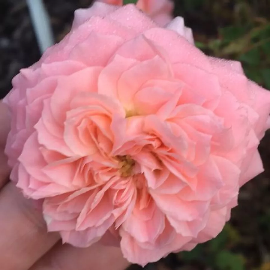 Rozettás - Rózsa - Precious Dream - online rózsa vásárlás