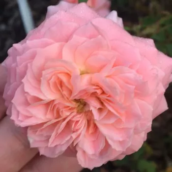 Online rózsa vásárlás - rózsaszín - virágágyi floribunda rózsa - diszkrét illatú rózsa - tea aromájú - Precious Dream - (60-90 cm)