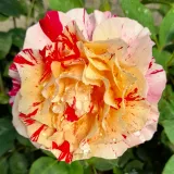 Roza-rumena - vrtnice čajevke - diskreten vonj vrtnice - aroma jabolka - Rosa Maurice Utrillo - vrtnice - proizvodnja in spletna prodaja sadik