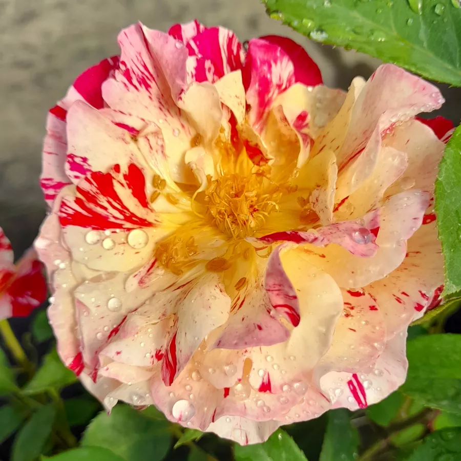 Hybrydowa róża herbaciana - Róża - Maurice Utrillo - róże sklep internetowy