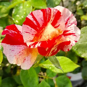 Rosa Maurice Utrillo - roza-rumena - vrtnice čajevke