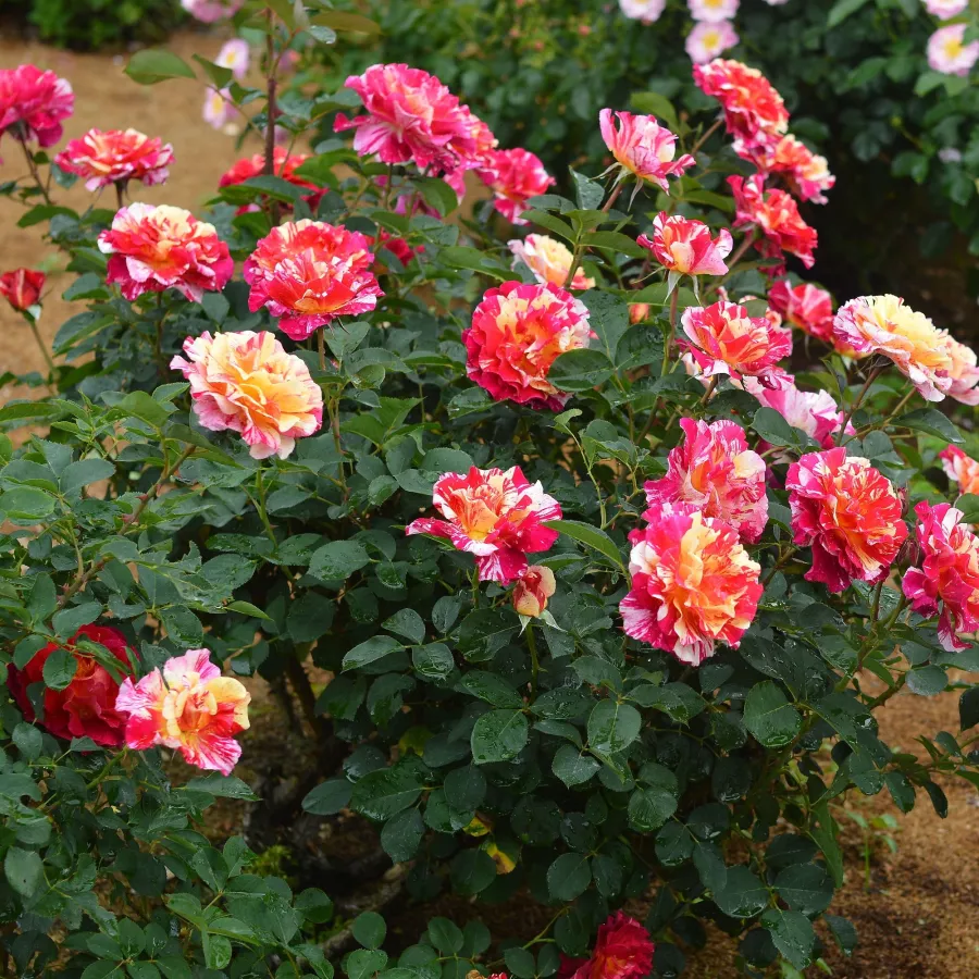 VRTNICE ČAJEVKE - Roza - Maurice Utrillo - vrtnice - proizvodnja in spletna prodaja sadik