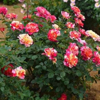 Różowy - żółte paski - hybrydowa róża herbaciana - róża o dyskretnym zapachu - zapach jabłka