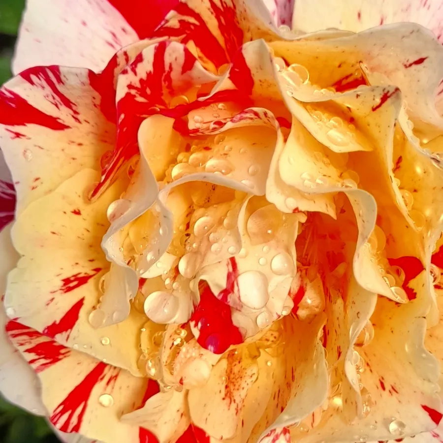 DELstavo - Roza - Maurice Utrillo - vrtnice - proizvodnja in spletna prodaja sadik