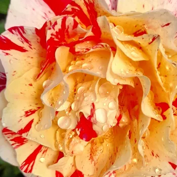 Online narudžba ruža - ružičasto - žuta - hibridna čajevka - ruža diskretnog mirisa - aroma jabuke - Maurice Utrillo - (60-80 cm)