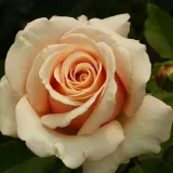 Teahibrid rózsa - intenzív illatú rózsa - orgona aromájú - kertészeti webáruház - Rosa Paul Ricard - rózsaszín