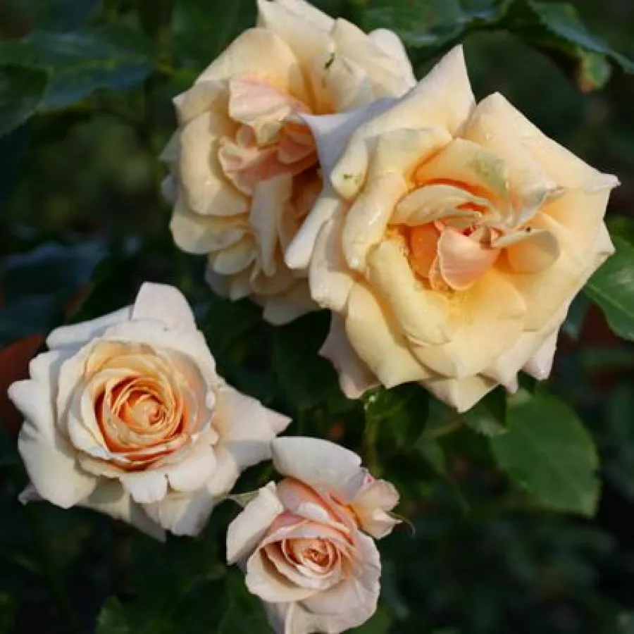 Hibridna čajevka - Ruža - Paul Ricard - sadnice ruža - proizvodnja i prodaja sadnica