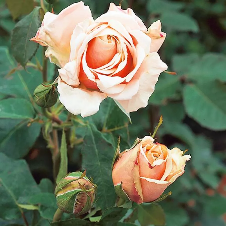 Spitzenförmig - Rosen - Paul Ricard - rosen onlineversand
