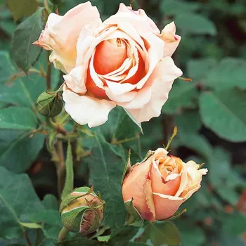 Rosa Paul Ricard - rózsaszín - teahibrid rózsa