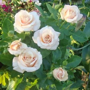 Pfirsich - edelrosen - teehybriden - rose mit intensivem duft - fliederaroma