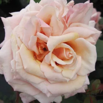 Rózsa rendelés online - teahibrid rózsa - intenzív illatú rózsa - orgona aromájú - Paul Ricard - rózsaszín - (90-110 cm)