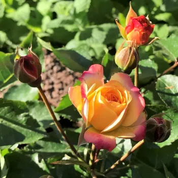 MEIN MÜNCHEN – piros-sárga virágágyi floribunda rózsa - Cocker