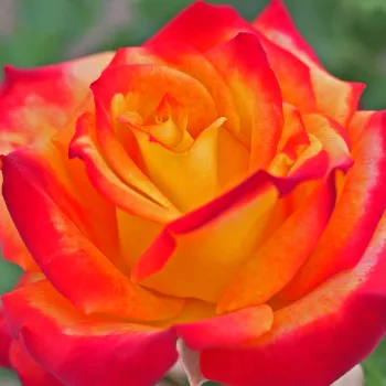 Rózsa rendelés online - piros -sárga - nagyon gyenge, alig érezhető illatú rózsa - Mein München - virágágyi floribunda rózsa - (65-90 cm)