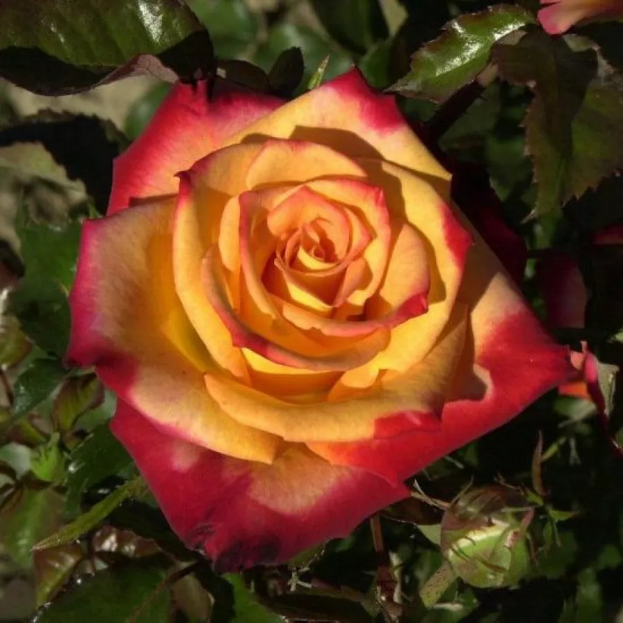 Jarko crveno - žuta - Ruža - Mein München - naručivanje i isporuka ruža