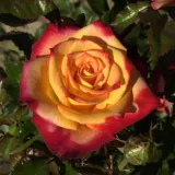 Ruža floribunda za gredice - ruža diskretnog mirisa - aroma jorgovana - sadnice ruža - proizvodnja i prodaja sadnica - Rosa Mein München - jarko crveno - žuta