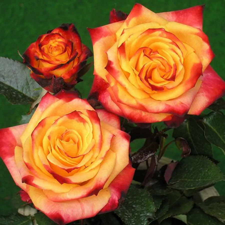Róża rabatowa floribunda - Róża - Mein München - róże sklep internetowy