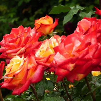 Vörös - sárga - virágágyi floribunda rózsa - diszkrét illatú rózsa - orgona aromájú