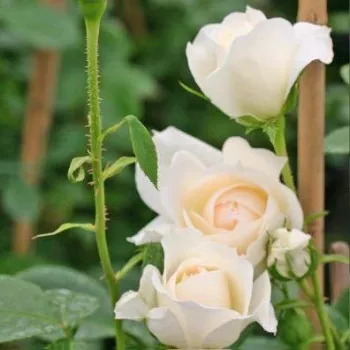 FLORA ROMANTICA – krémfehér nosztalgia rózsa - Meilland
