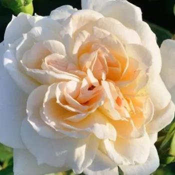 Rózsa kertészet - krémfehér - közepes erősségű, jól érezhető illatú rózsa - Flora Romantica - nosztalgia rózsa - (120-170 cm)