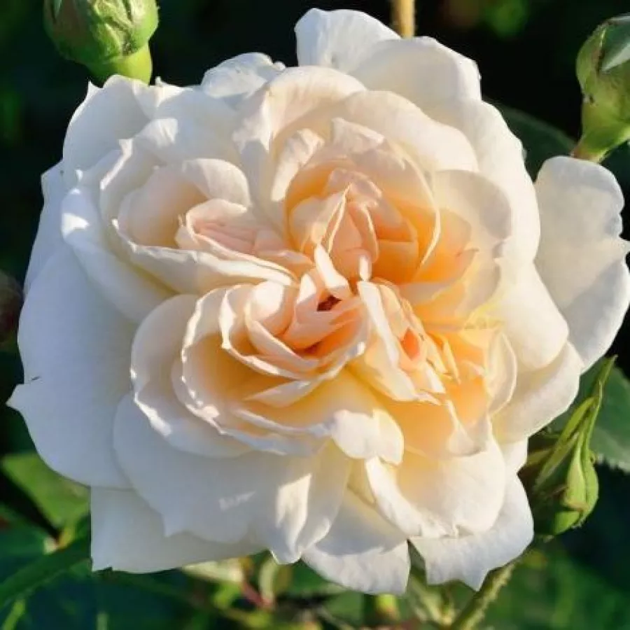 Bela - Roza - Flora Romantica - vrtnice - proizvodnja in spletna prodaja sadik
