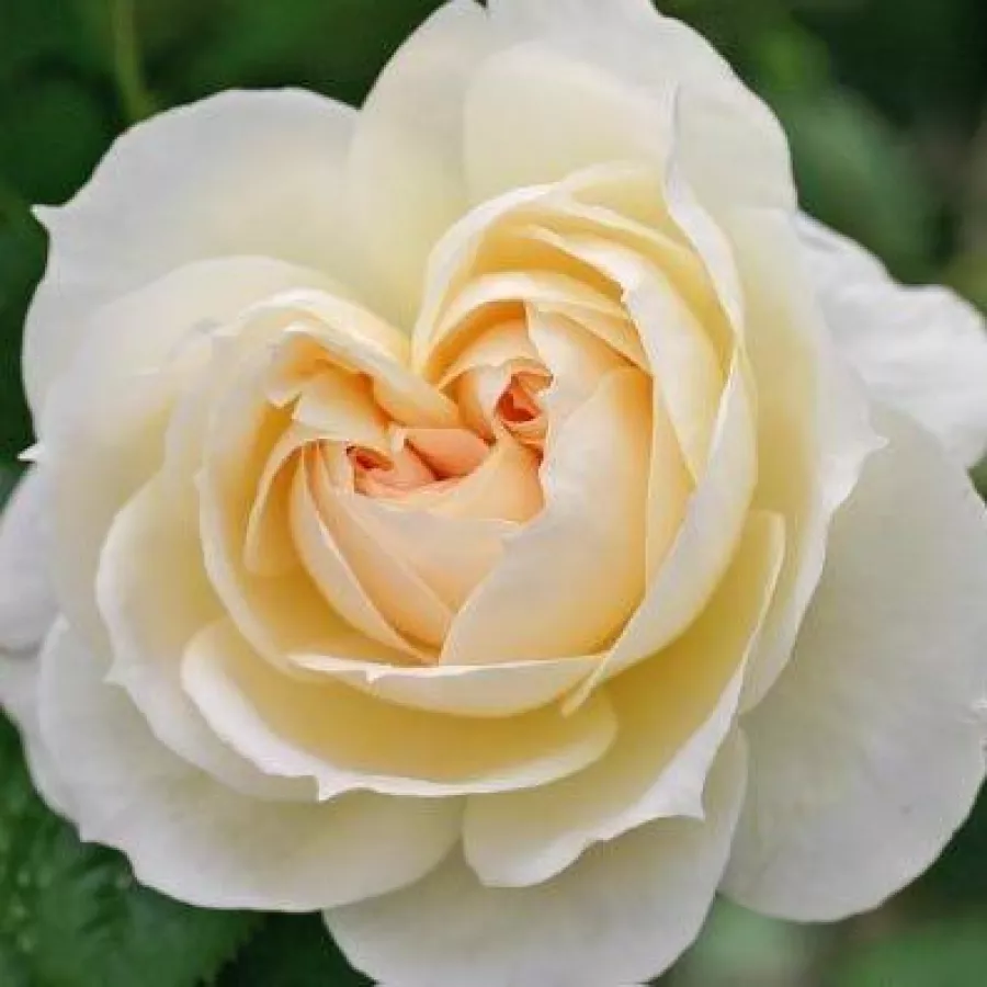 Nostalgična vrtnica - Roza - Flora Romantica - vrtnice - proizvodnja in spletna prodaja sadik