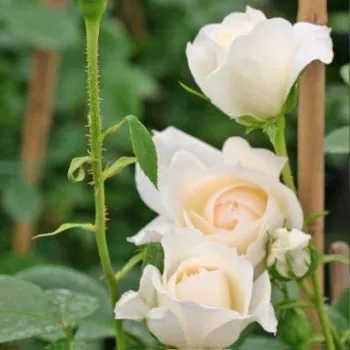 Rosa Flora Romantica - fehér - nosztalgia rózsa