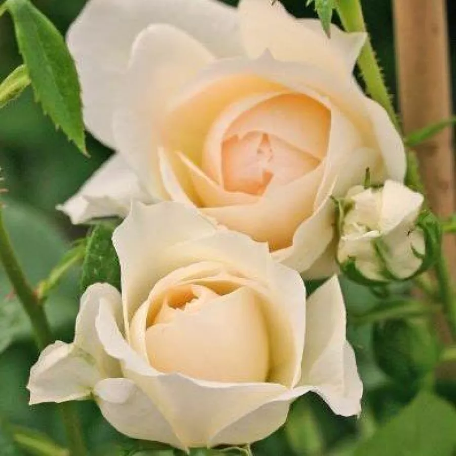 Tömvetelt virágú - Rózsa - Flora Romantica - online rózsa vásárlás