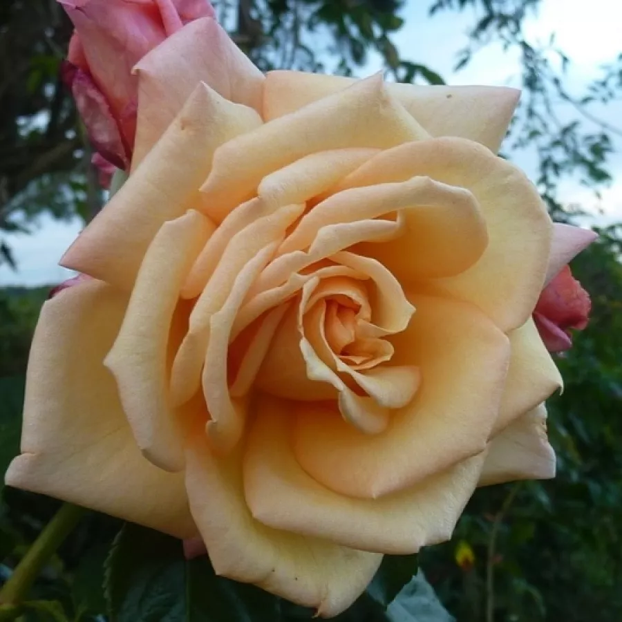 Oranžno-roza - Roza - Regines - vrtnice - proizvodnja in spletna prodaja sadik