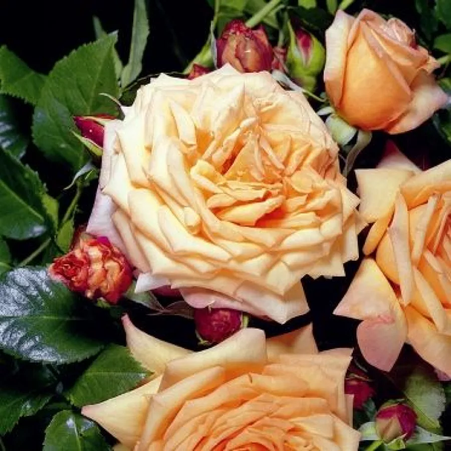 Narancssárga - rózsaszín - Rózsa - Regines - online rózsa vásárlás
