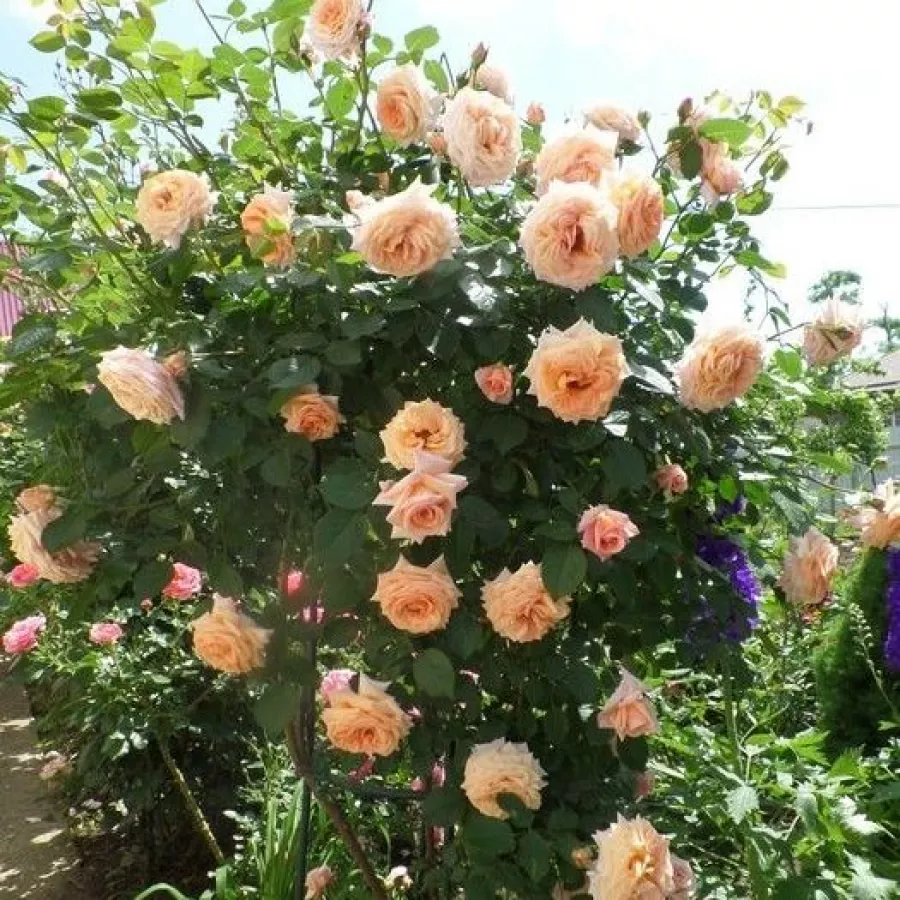 Telt virágú - Rózsa - Regines - online rózsa vásárlás