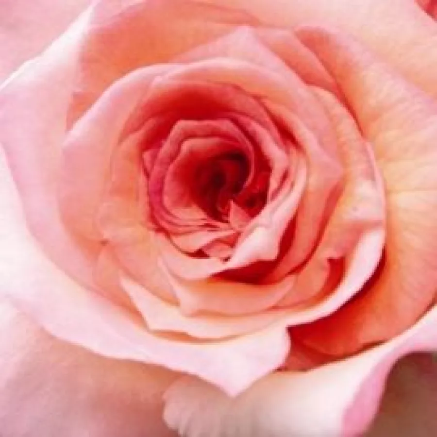 Discovered by - pharmaROSA® - Roza - Regines - vrtnice online