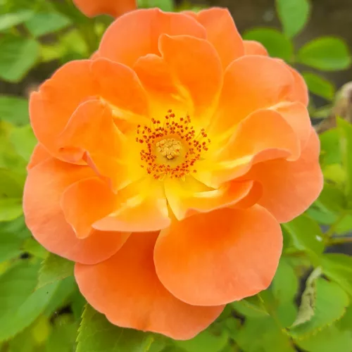 Orange Dawn