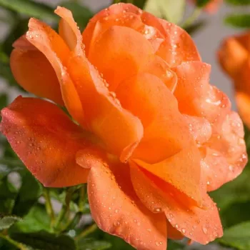 Rózsa rendelés online - narancs - enyhe, visszafogott illatú rózsa - Orange Dawn - climber, futó rózsa - (200-300 cm)