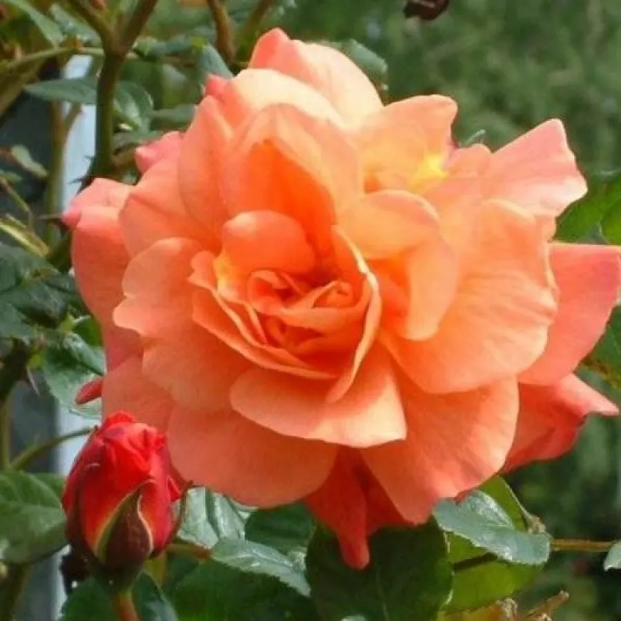 Diskreten vonj vrtnice - Roza - Orange Dawn - vrtnice online