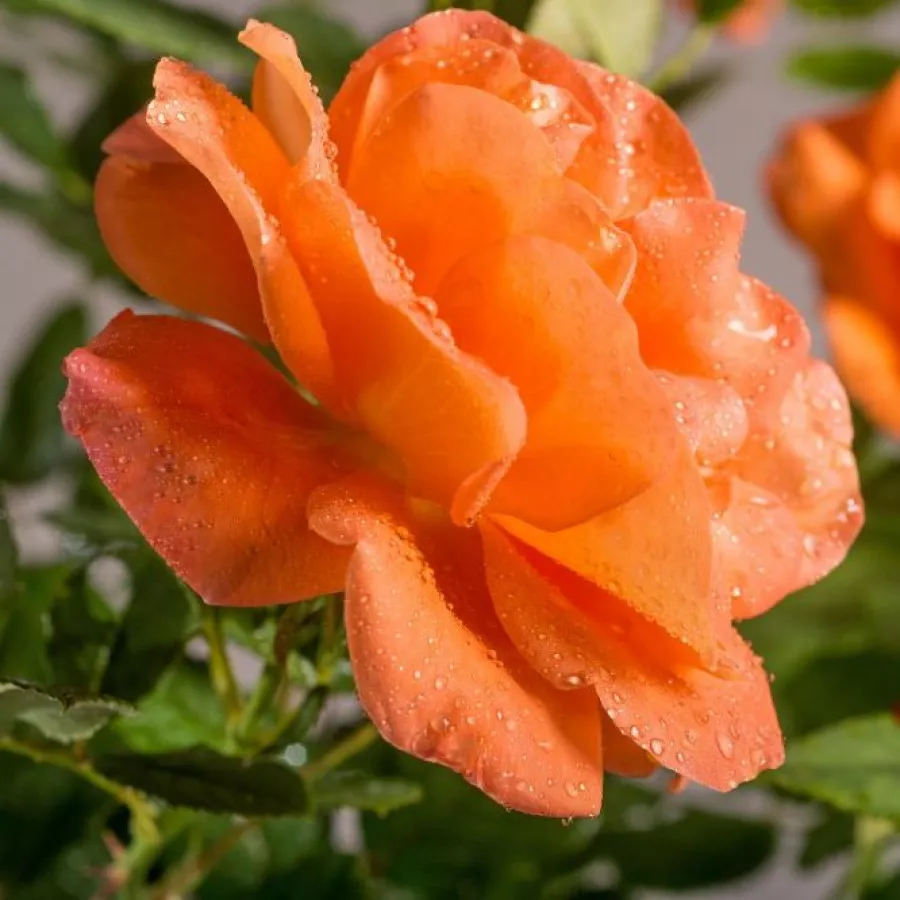Climber, róża pnąca - Róża - Orange Dawn - sadzonki róż sklep internetowy - online