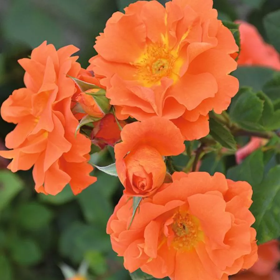 Schalenförmig - Rosen - Orange Dawn - rosen onlineversand