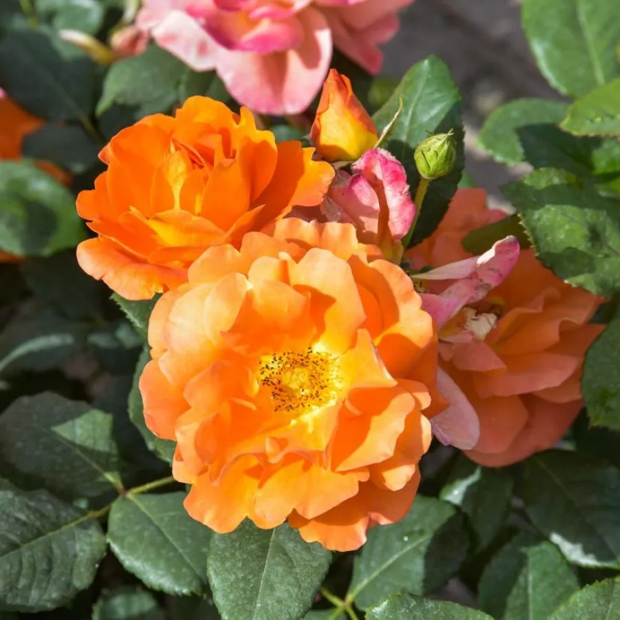 VRTNICE PLEZALKE IN VZPENJALKE - Roza - Orange Dawn - vrtnice - proizvodnja in spletna prodaja sadik