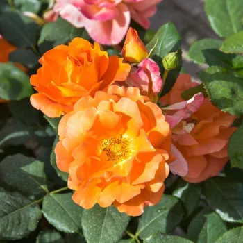 Narancssárga - climber, futó rózsa - diszkrét illatú rózsa - eper aromájú
