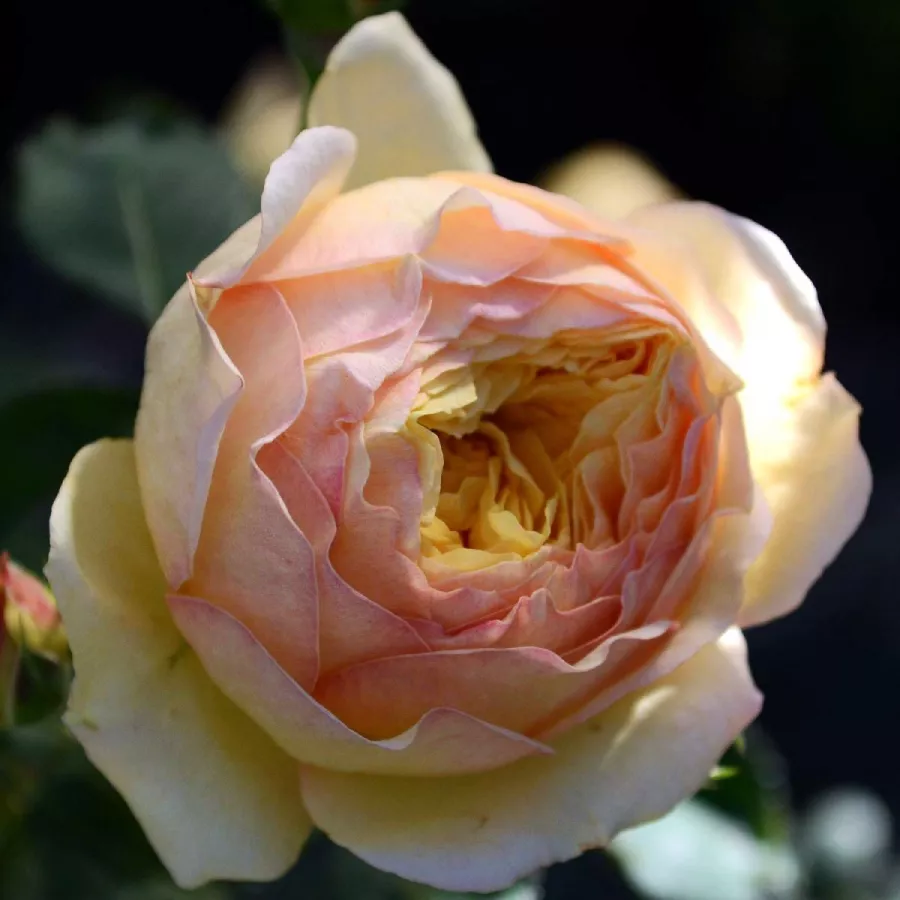Rumena - Roza - Casteu Gombert - vrtnice - proizvodnja in spletna prodaja sadik