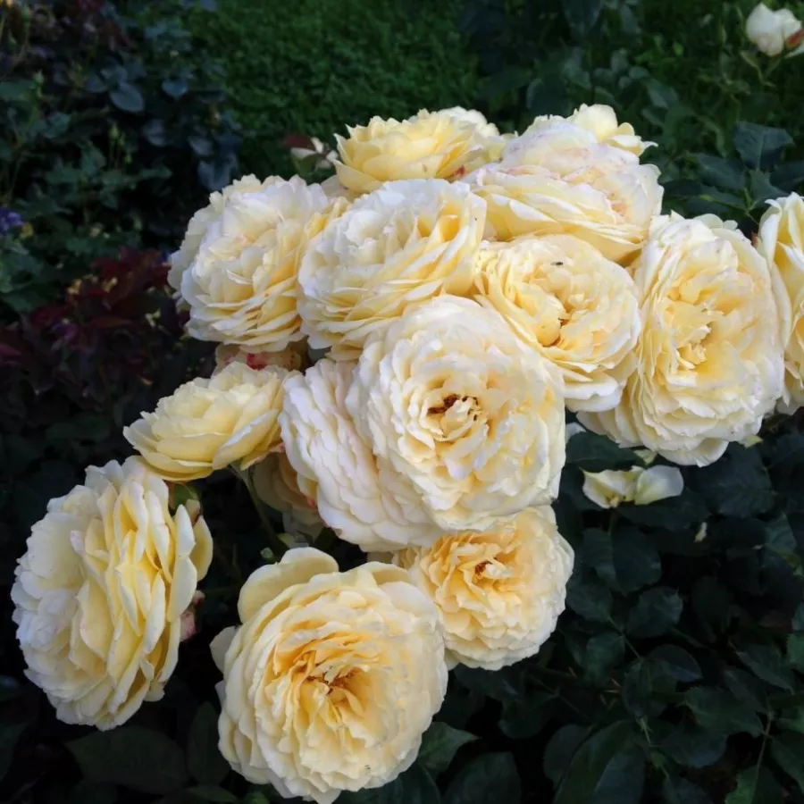 Róża nostalgiczna - Róża - Casteu Gombert - róże sklep internetowy