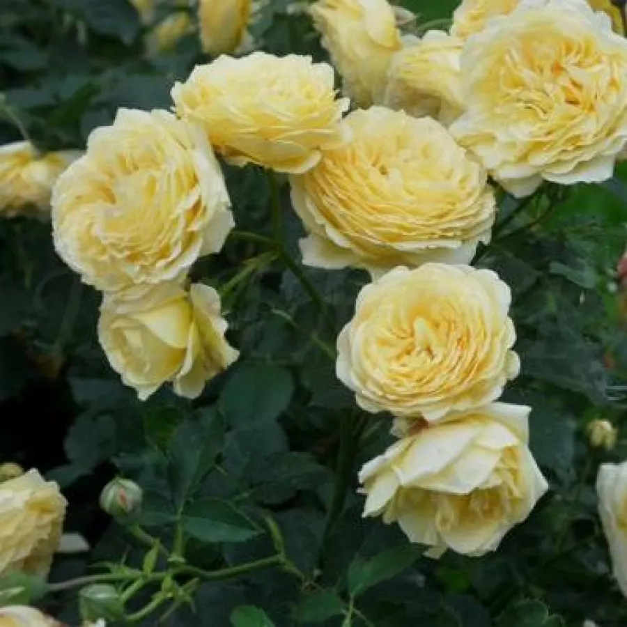 Rozetasta - Roza - Casteu Gombert - vrtnice online