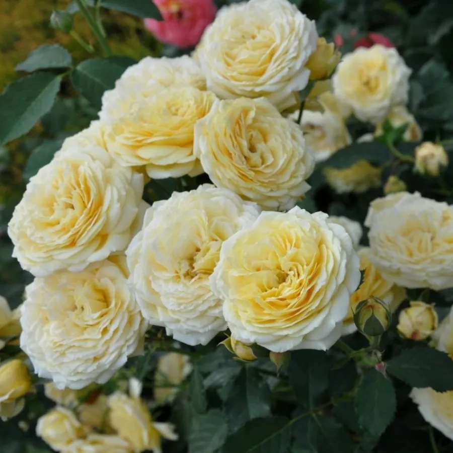 Tömvetelt virágú - Rózsa - Casteu Gombert - online rózsa vásárlás