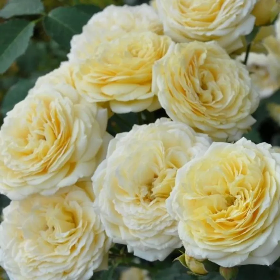 Dominique Massad - Róża - Casteu Gombert - sadzonki róż sklep internetowy - online