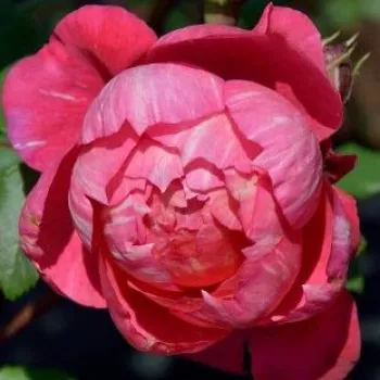 Online rózsa kertészet - nosztalgia rózsa - rózsaszín - diszkrét illatú rózsa - szegfűszeg aromájú - Crédit Mutuel - (80-100 cm)